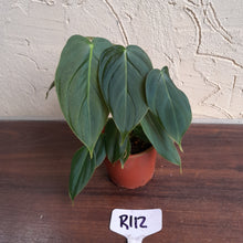 Load image into Gallery viewer, #R112 Philodendron Melanochrysum x Sharoniae