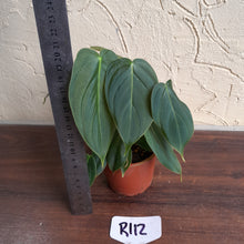 Load image into Gallery viewer, #R112 Philodendron Melanochrysum x Sharoniae