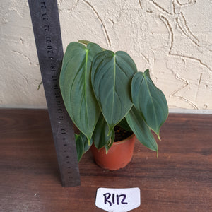 #R112 Philodendron Melanochrysum x Sharoniae