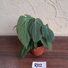 Load image into Gallery viewer, #R112 Philodendron Melanochrysum x Sharoniae