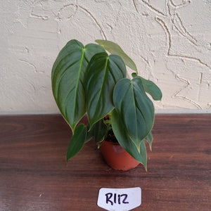 #R112 Philodendron Melanochrysum x Sharoniae