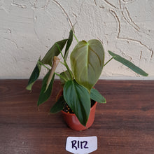 Load image into Gallery viewer, #R112 Philodendron Melanochrysum x Sharoniae