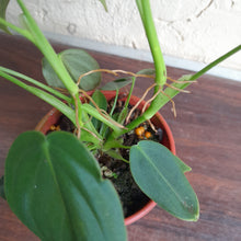 Load image into Gallery viewer, #R112 Philodendron Melanochrysum x Sharoniae