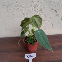 Load image into Gallery viewer, #R112 Philodendron Melanochrysum x Sharoniae