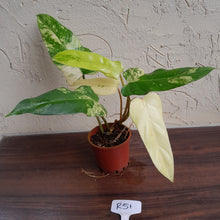 Load image into Gallery viewer, #R51 Variegated Philodendron Domesticum