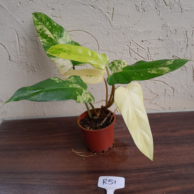 #R51 Variegated Philodendron Domesticum