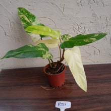 Load image into Gallery viewer, #R51 Variegated Philodendron Domesticum