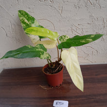 Load image into Gallery viewer, #R51 Variegated Philodendron Domesticum