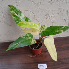 Load image into Gallery viewer, #R51 Variegated Philodendron Domesticum