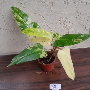#R51 Variegated Philodendron Domesticum