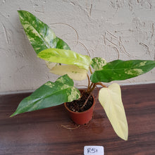 Load image into Gallery viewer, #R51 Variegated Philodendron Domesticum
