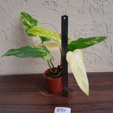 Load image into Gallery viewer, #R51 Variegated Philodendron Domesticum