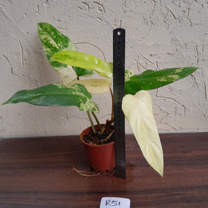 #R51 Variegated Philodendron Domesticum