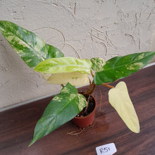 Load image into Gallery viewer, #R51 Variegated Philodendron Domesticum