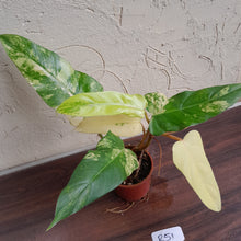 Load image into Gallery viewer, #R51 Variegated Philodendron Domesticum