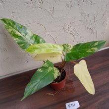 Load image into Gallery viewer, #R51 Variegated Philodendron Domesticum
