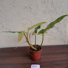 Load image into Gallery viewer, #R51 Variegated Philodendron Domesticum