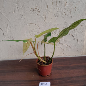 #R51 Variegated Philodendron Domesticum