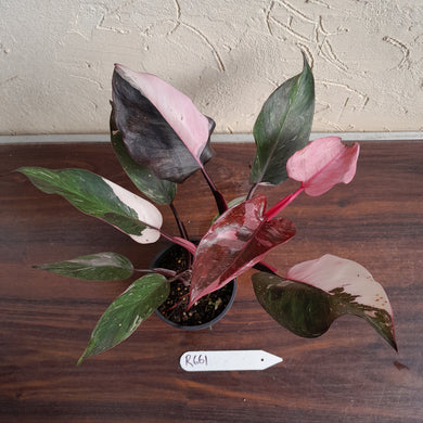 #R661 Philodendron Pink Princess Galaxy Marble
