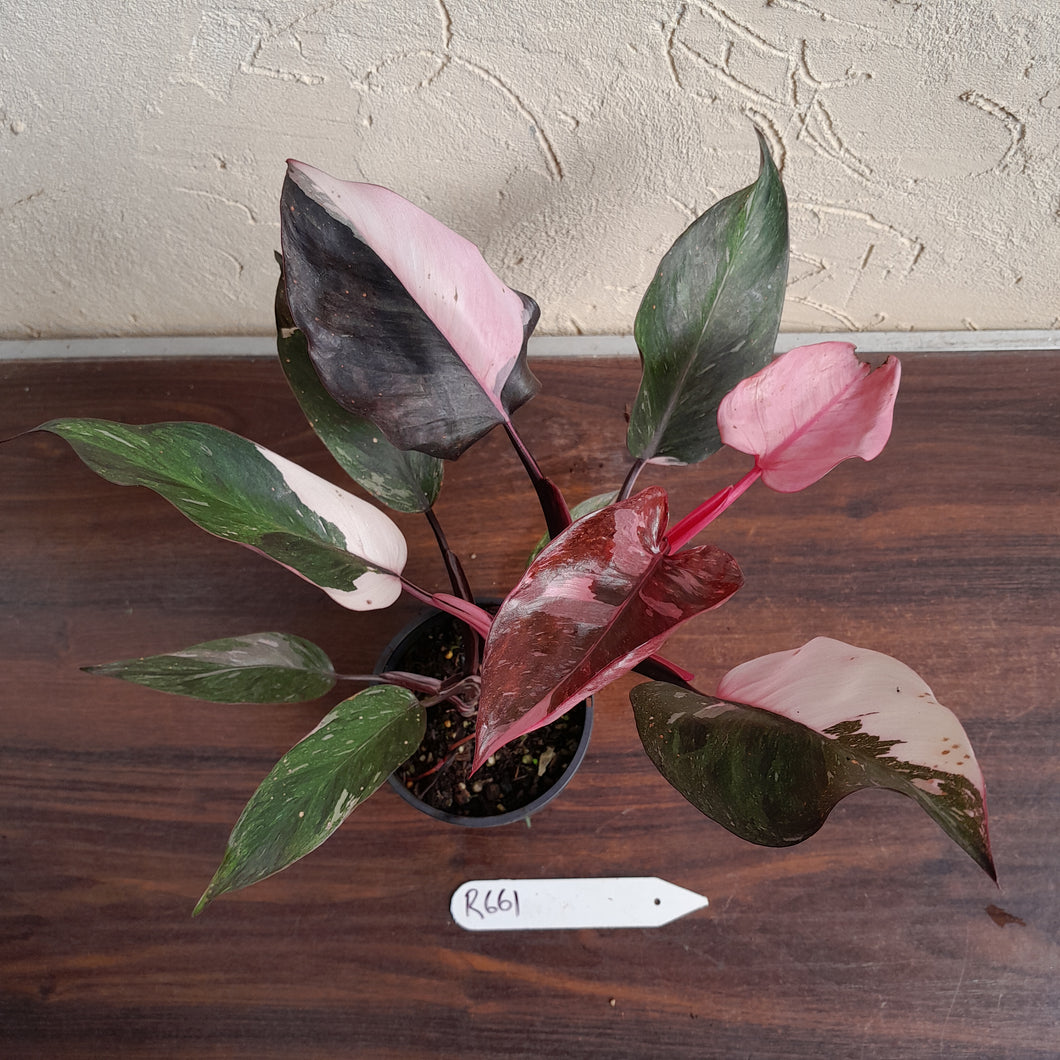 #R661 Philodendron Pink Princess Galaxy Marble