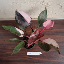 Load image into Gallery viewer, #R661 Philodendron Pink Princess Galaxy Marble
