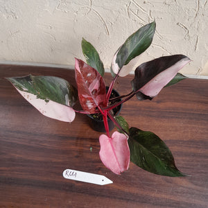 #R661 Philodendron Pink Princess Galaxy Marble
