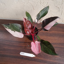 Load image into Gallery viewer, #R661 Philodendron Pink Princess Galaxy Marble