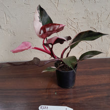Load image into Gallery viewer, #R661 Philodendron Pink Princess Galaxy Marble
