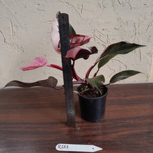 Load image into Gallery viewer, #R661 Philodendron Pink Princess Galaxy Marble