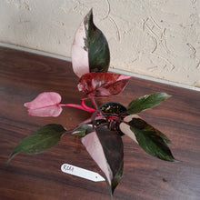 Load image into Gallery viewer, #R661 Philodendron Pink Princess Galaxy Marble