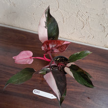 Load image into Gallery viewer, #R661 Philodendron Pink Princess Galaxy Marble