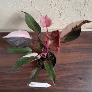 #R661 Philodendron Pink Princess Galaxy Marble