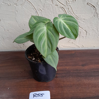 #R55 Miniature Philodendron Gloriosum / Tinkle Bell