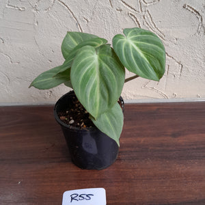 #R55 Miniature Philodendron Gloriosum / Tinkle Bell