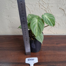 Load image into Gallery viewer, #R55 Miniature Philodendron Gloriosum / Tinkle Bell