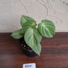 Load image into Gallery viewer, #R55 Miniature Philodendron Gloriosum / Tinkle Bell
