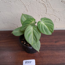 Load image into Gallery viewer, #R55 Miniature Philodendron Gloriosum / Tinkle Bell