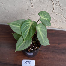 Load image into Gallery viewer, #R55 Miniature Philodendron Gloriosum / Tinkle Bell