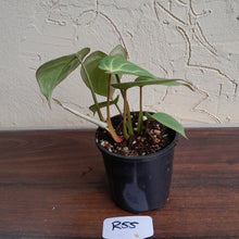 Load image into Gallery viewer, #R55 Miniature Philodendron Gloriosum / Tinkle Bell