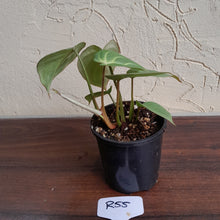 Load image into Gallery viewer, #R55 Miniature Philodendron Gloriosum / Tinkle Bell