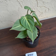 Load image into Gallery viewer, #R55 Miniature Philodendron Gloriosum / Tinkle Bell