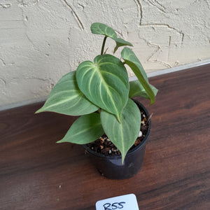 #R55 Miniature Philodendron Gloriosum / Tinkle Bell