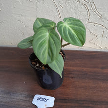 Load image into Gallery viewer, #R55 Miniature Philodendron Gloriosum / Tinkle Bell
