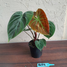 Load image into Gallery viewer, #R158 Philodendron El Choco Red