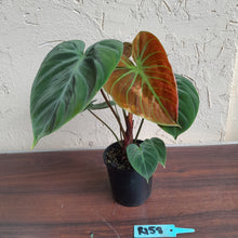 Load image into Gallery viewer, #R158 Philodendron El Choco Red