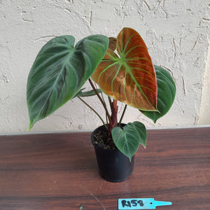 #R158 Philodendron El Choco Red
