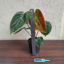Load image into Gallery viewer, #R158 Philodendron El Choco Red
