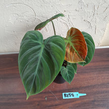 Load image into Gallery viewer, #R158 Philodendron El Choco Red
