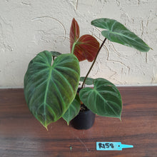 Load image into Gallery viewer, #R158 Philodendron El Choco Red