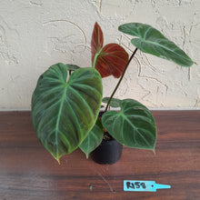 Load image into Gallery viewer, #R158 Philodendron El Choco Red